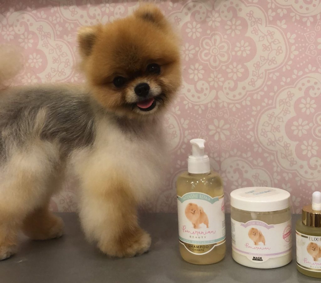 ALOPECIA X BLACK SKIN DESEASE Pomeranian Beauty
