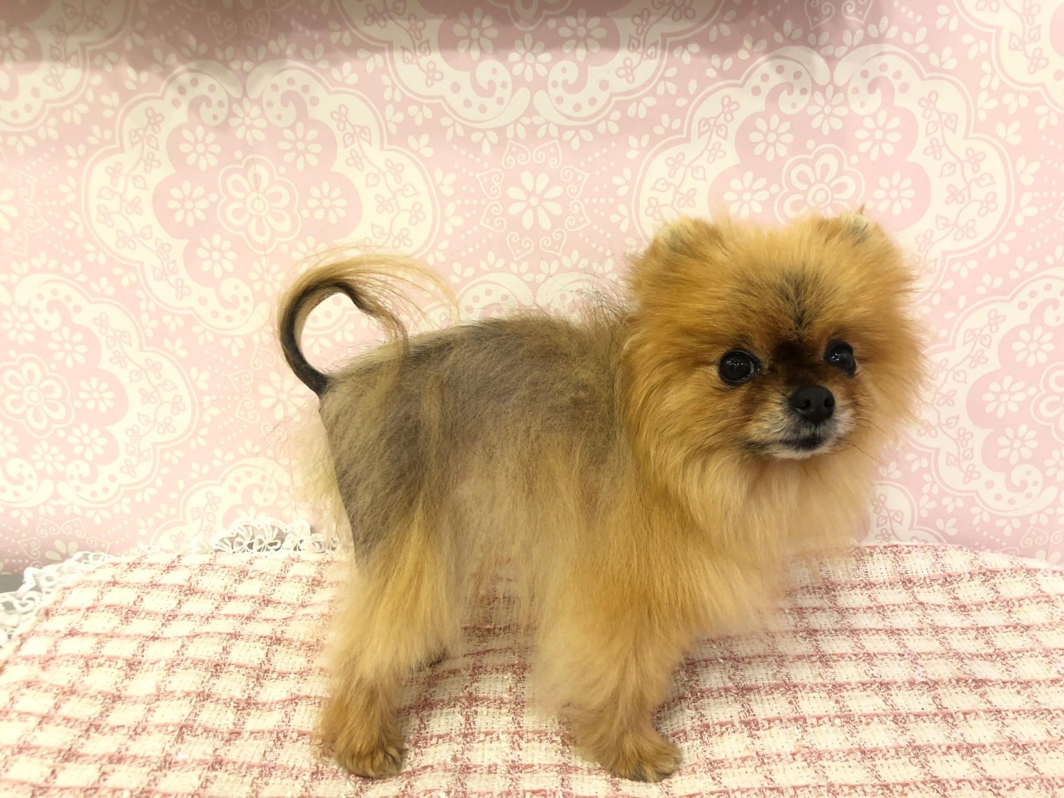 ALOPECIA X BLACK SKIN DESEASE Pomeranian Beauty