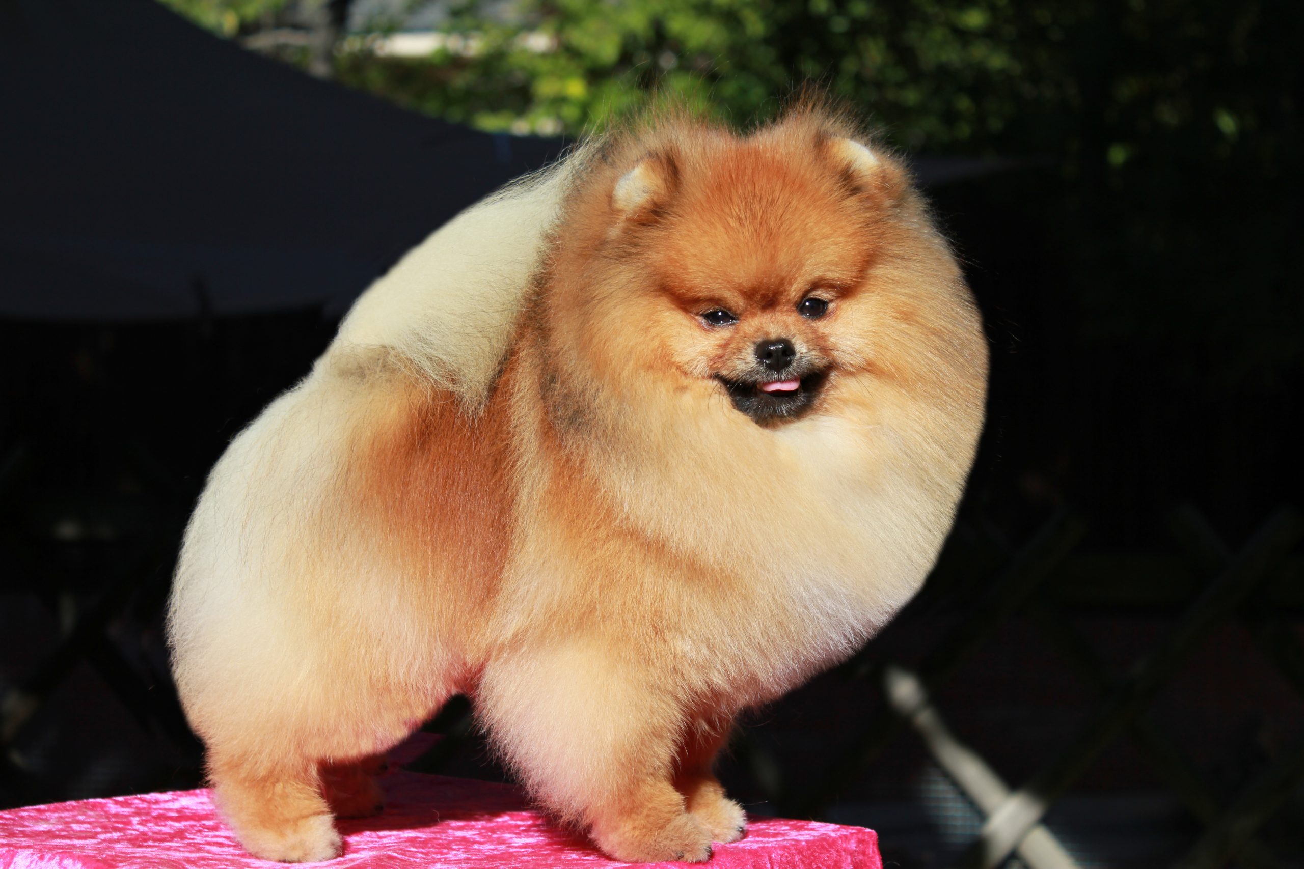 what color eyes do pomeranians have