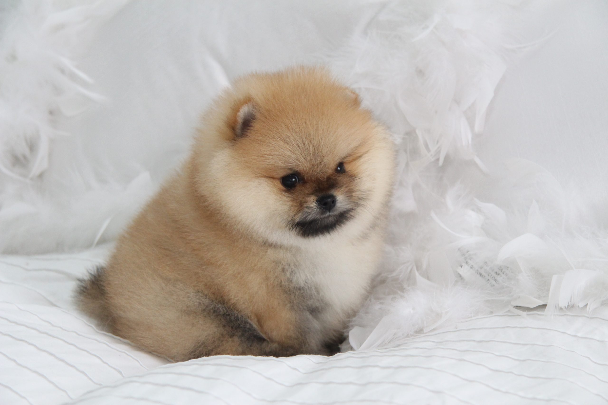 All About Pomeranian Beauty