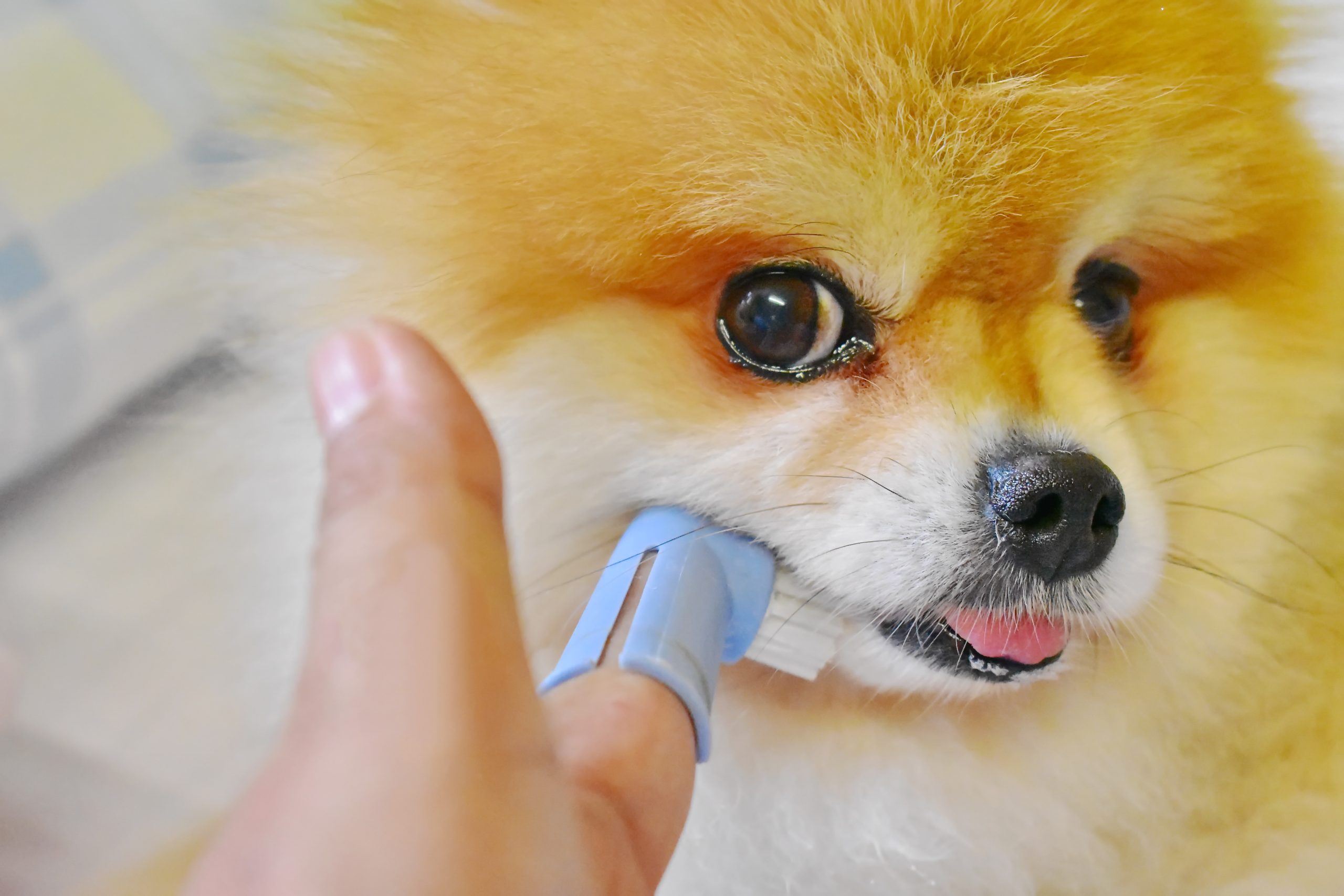 Mini chien – Chien miniature Spitz nain Poméranien aux pattes blanches